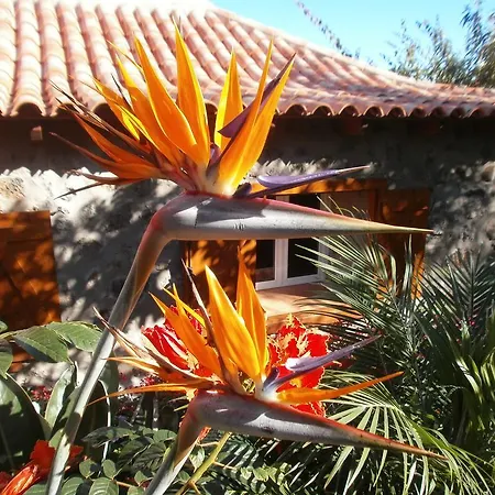 Palmeras *