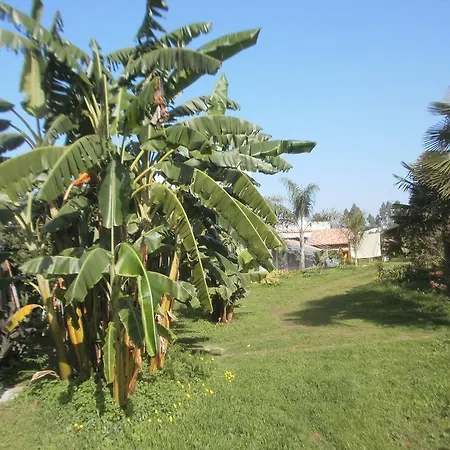 Palmeras *