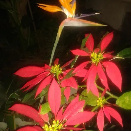 Palmeras Nyaraló Icod de los Vinos