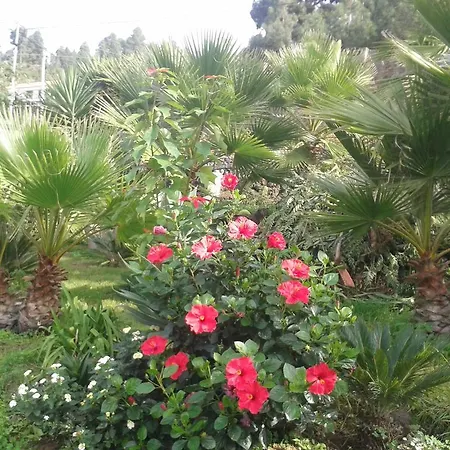 Сasa de vacaciones Palmeras *