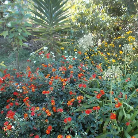 Palmeras Icod de los Vinos