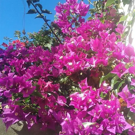 Palmeras Сasa de vacaciones