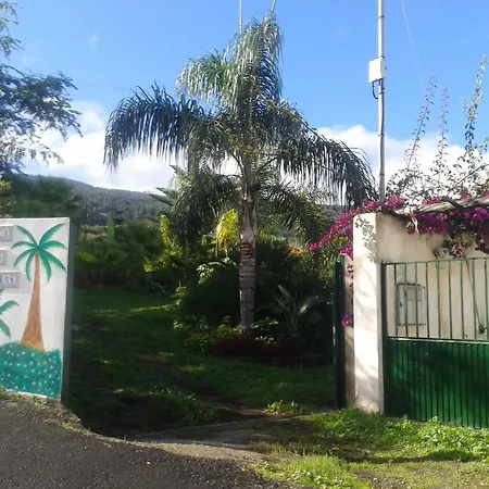 Palmeras Icod De Los Vinos