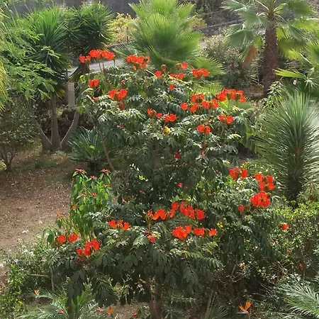 Palmeras Nyaraló Icod de los Vinos