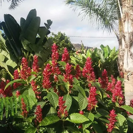 Palmeras * Icod De Los Vinos