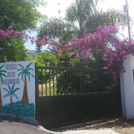 Palmeras Icod de los Vinos