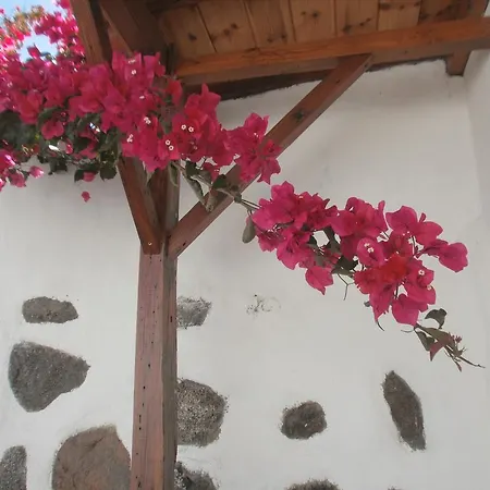Palmeras Icod De Los Vinos